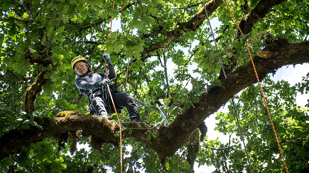 Student working high up in a tree