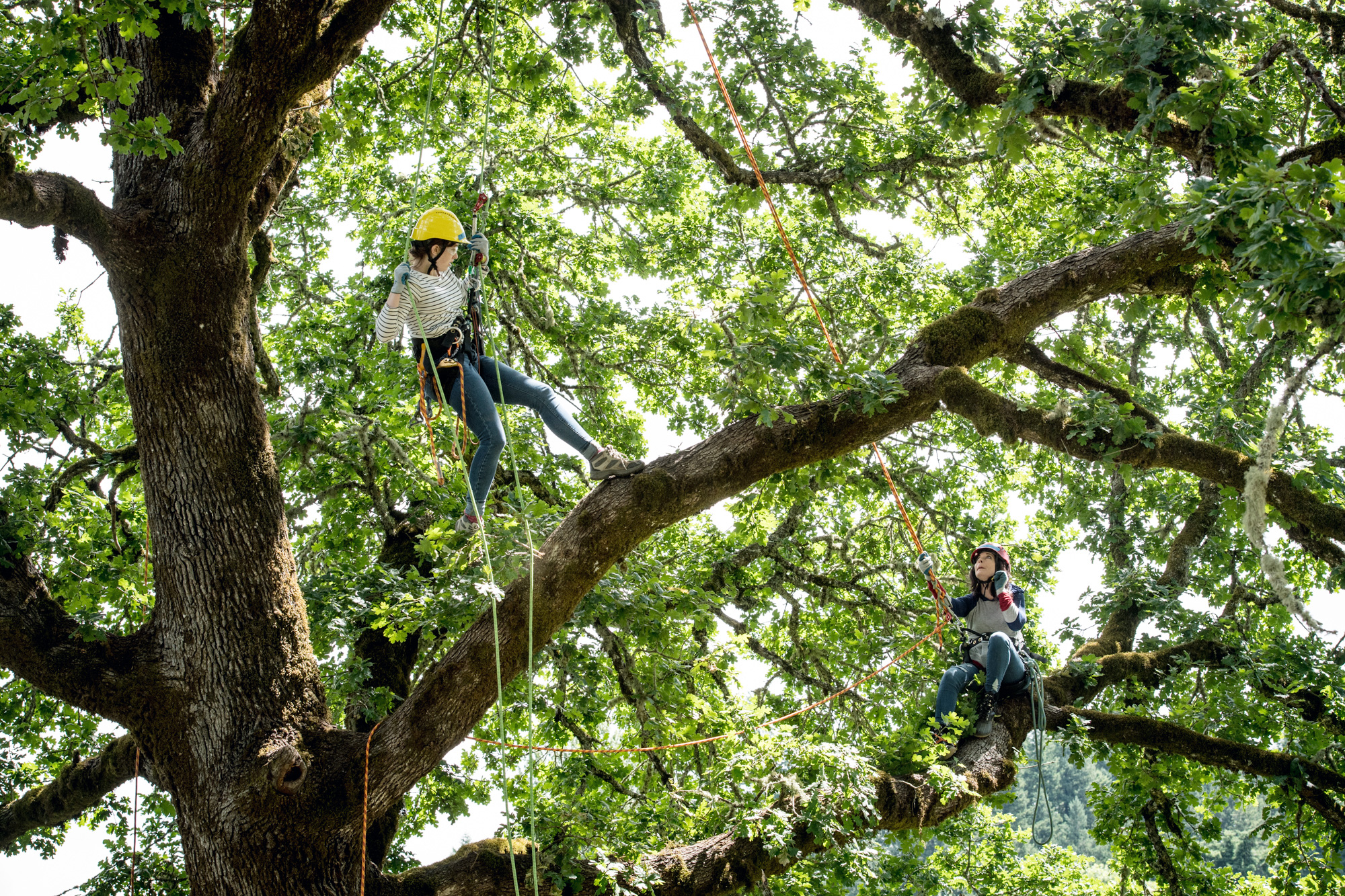 Landscape Tech students high up in a tree
