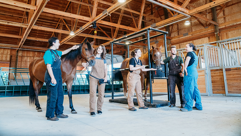 Vet tech students helping a horse in a barn