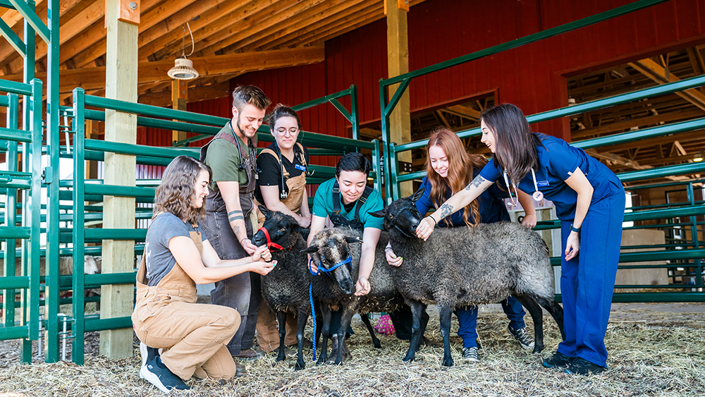 Vet tech students in the barn with sheep