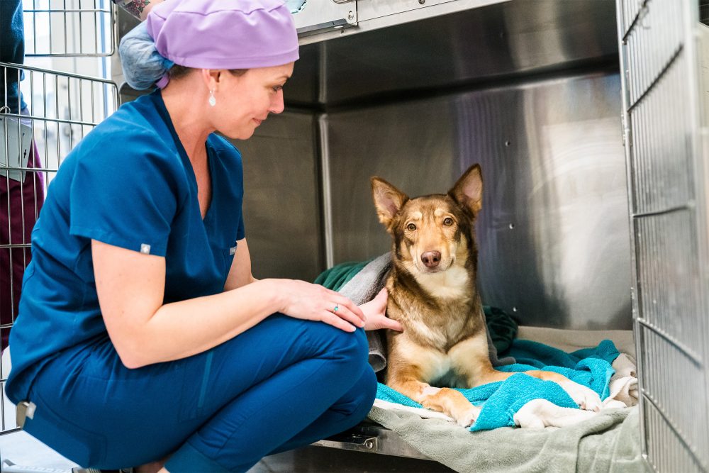 Vet Tech student with a dog in the campus kennel