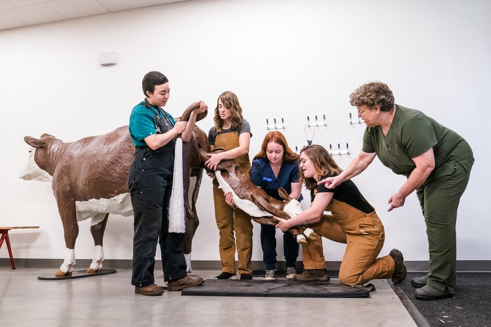 Vet Tech students practicing helping a fake cow give birth