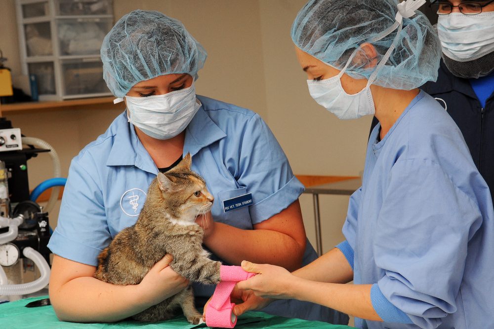 Vet Tech students wrapping a cat's paw