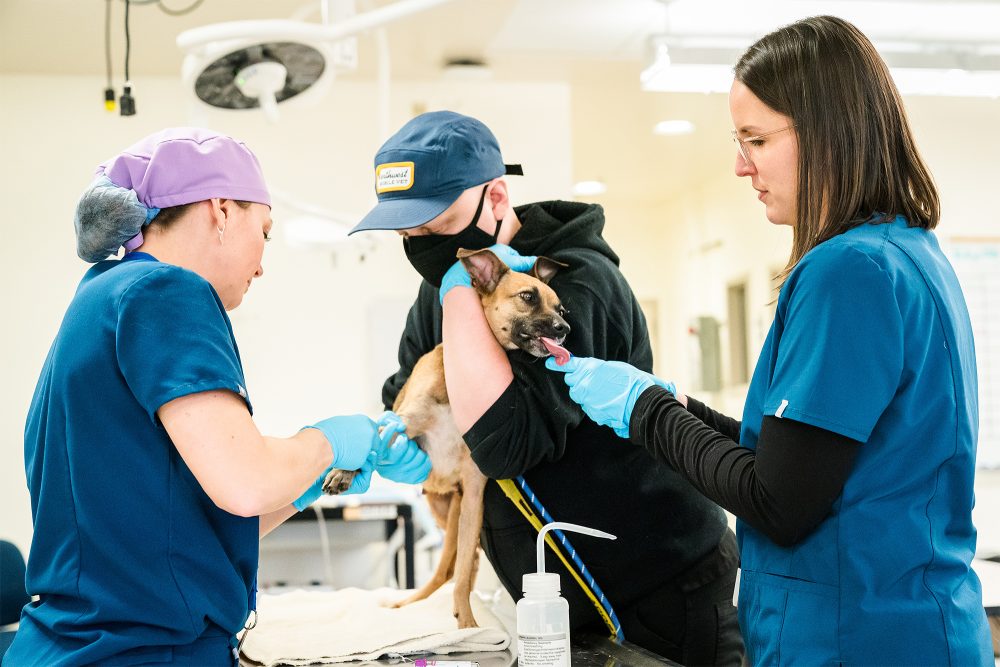 Vet Tech students practicing giving a dog a shot