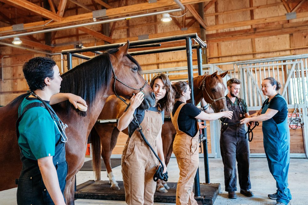 Vet Tech students working with horses at the weighing station in the barn