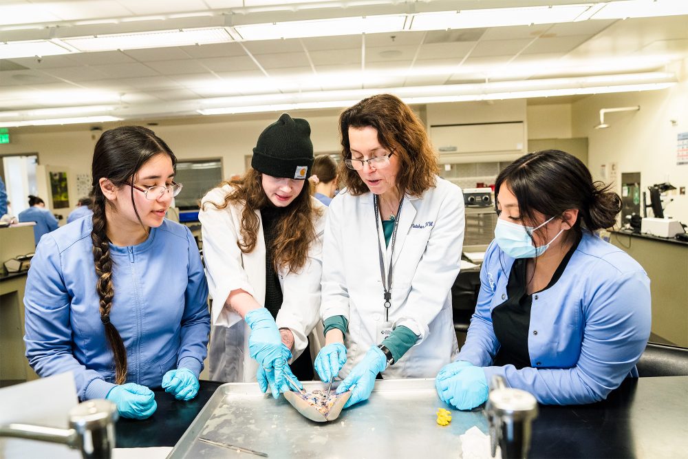 Vet Tech students dissecting a fake animal organ in the lab