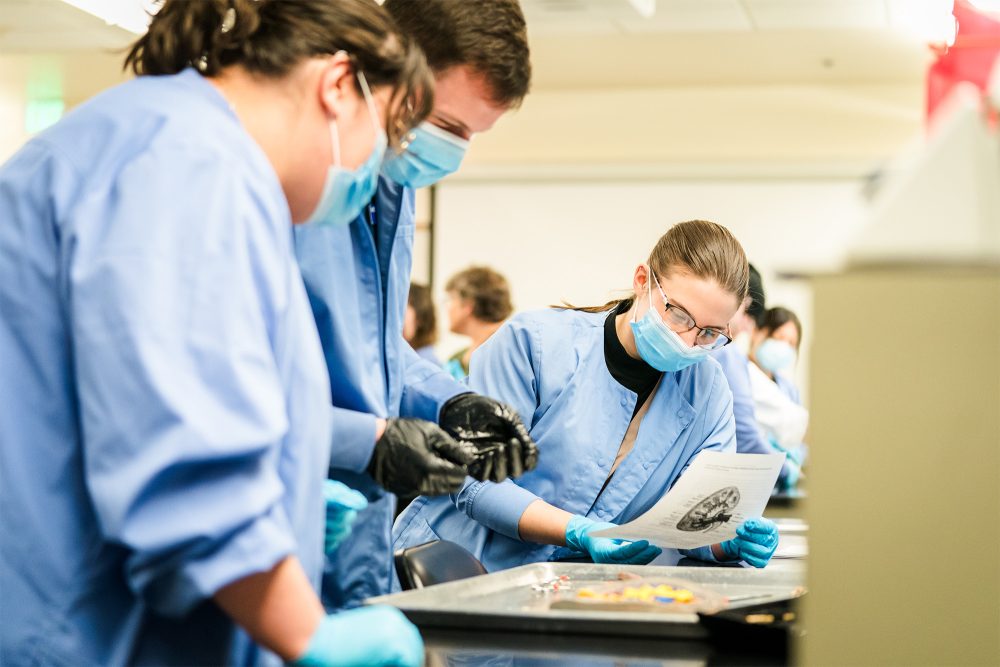 Vet Tech students looking at a diagram of a heart in the lab