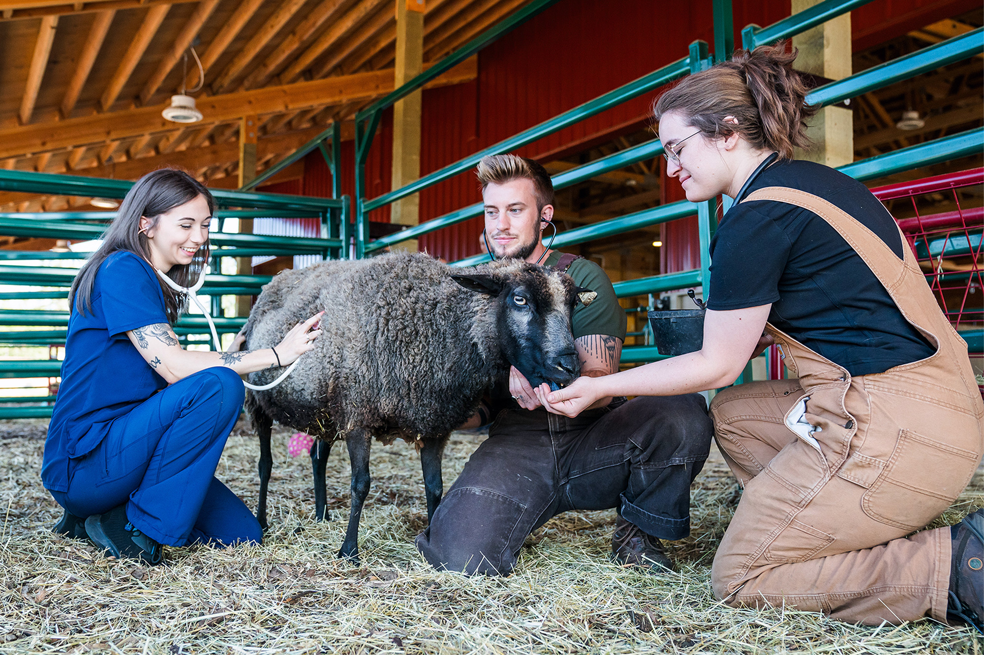 Veterinary Technology students listening to a sheep's heartbeat in the barn