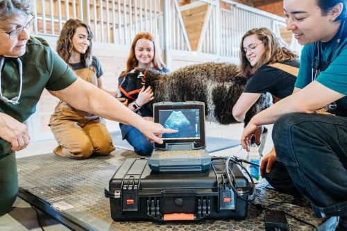 Vet Tech students watching an instructor give a sheep an ultrasound