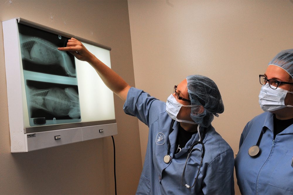 Vet Tech instructor and student looking at an X-ray of a cat