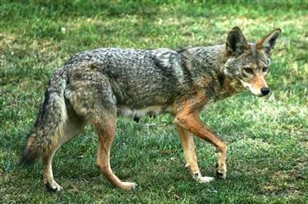 Photo of Coyote