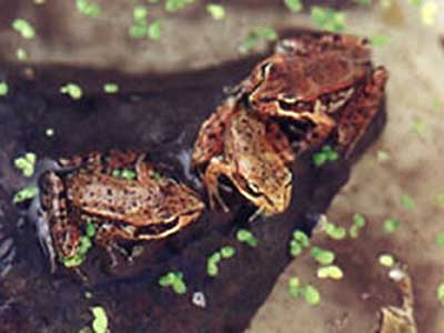 Frogs