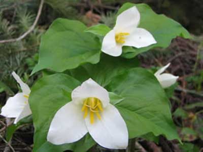 Trilliums