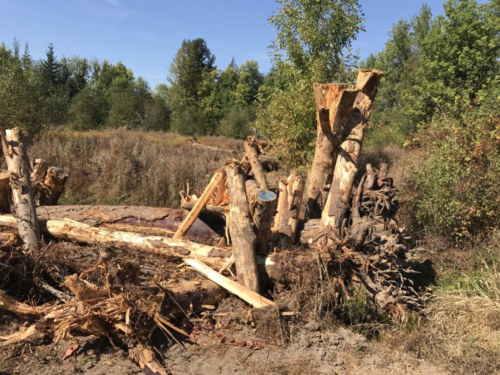 During the summer of 2017, our restoration partner, Clean Water Services, placed several large wood at locations in the Rock Creek floodplain to help slow down the water and trap sediment. The goal of this work is to store more water in the wetlands, improve water quality and provide habitat for wildlife.