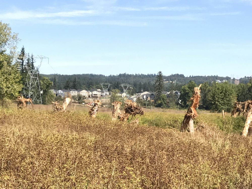 Large wood sticking out of the ground. Housing development in the background.