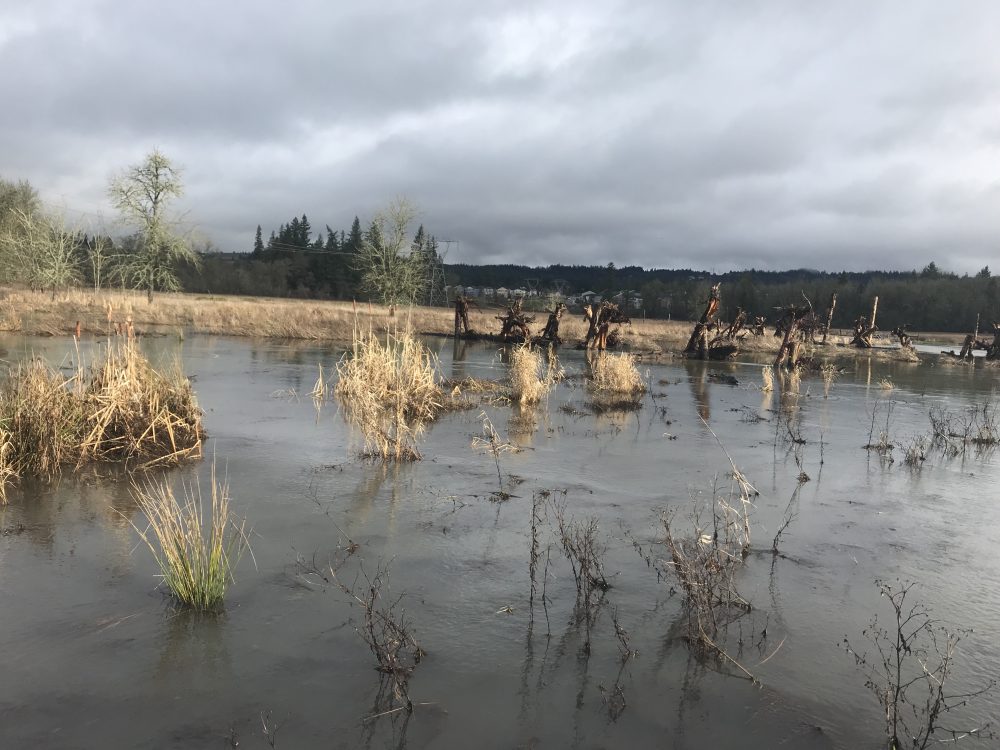 Standing water with large wood structures in background.