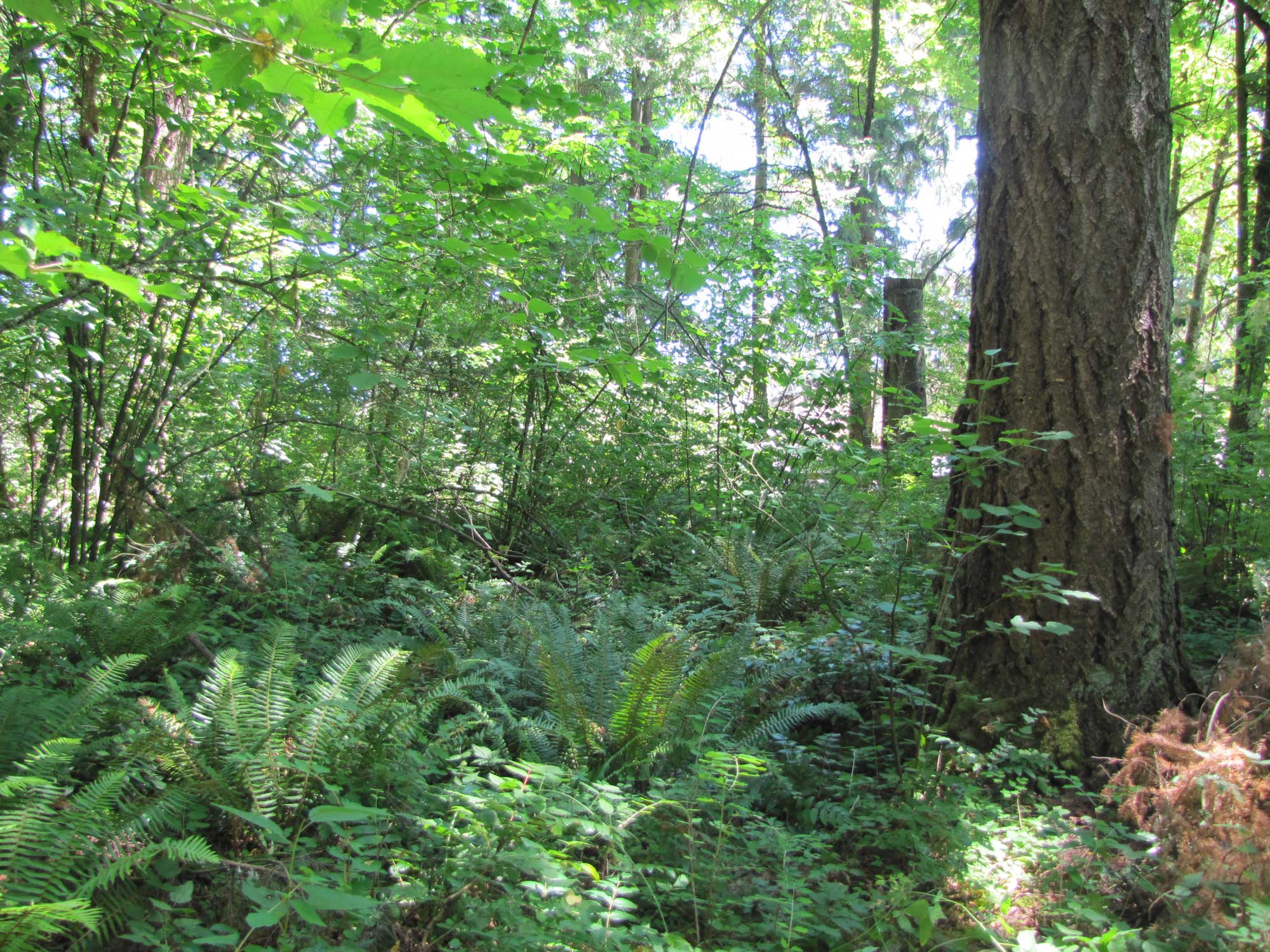 Summer 2017 Photopoint 1A