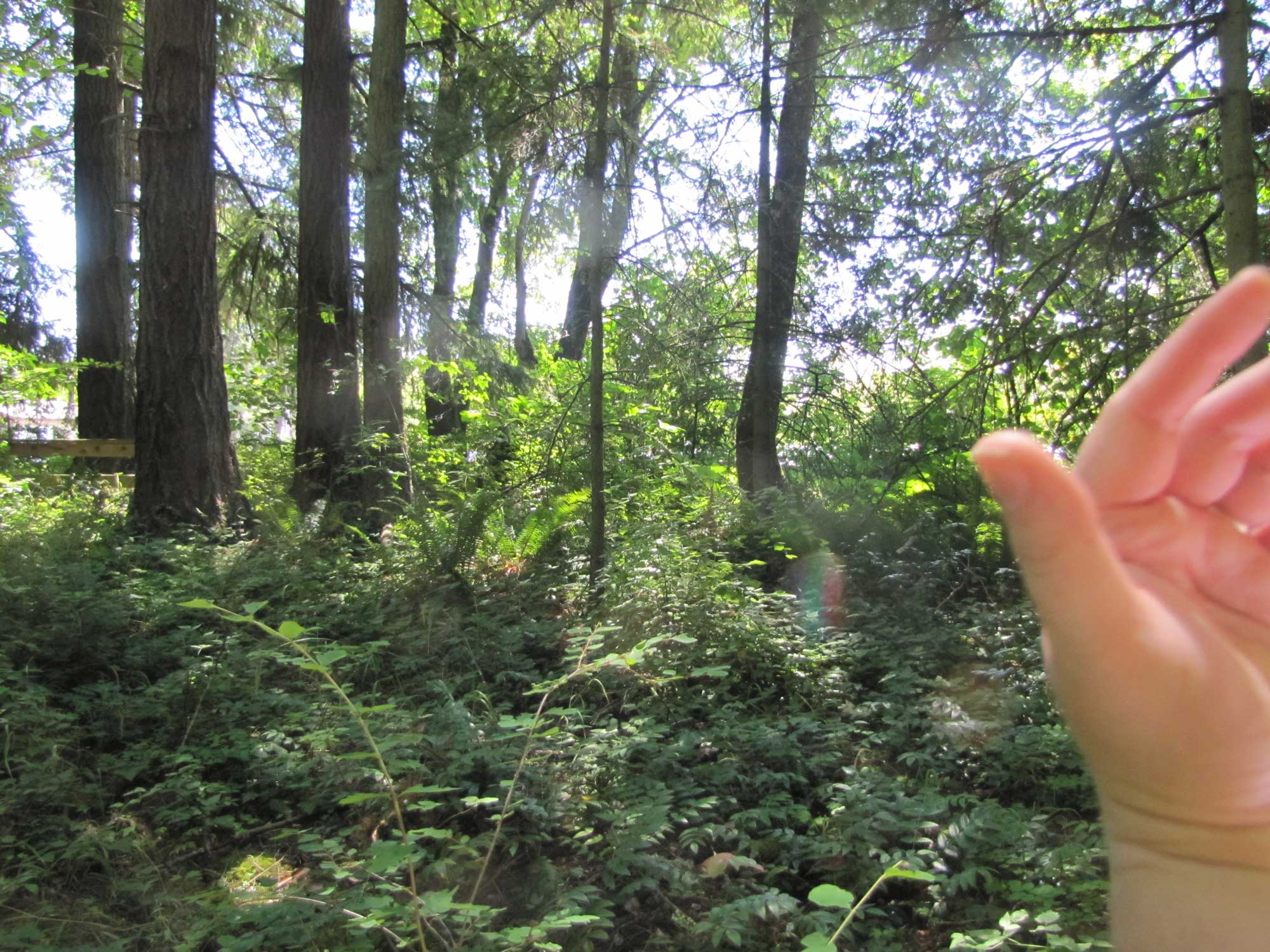 Summer 2017 Photopoint 1B