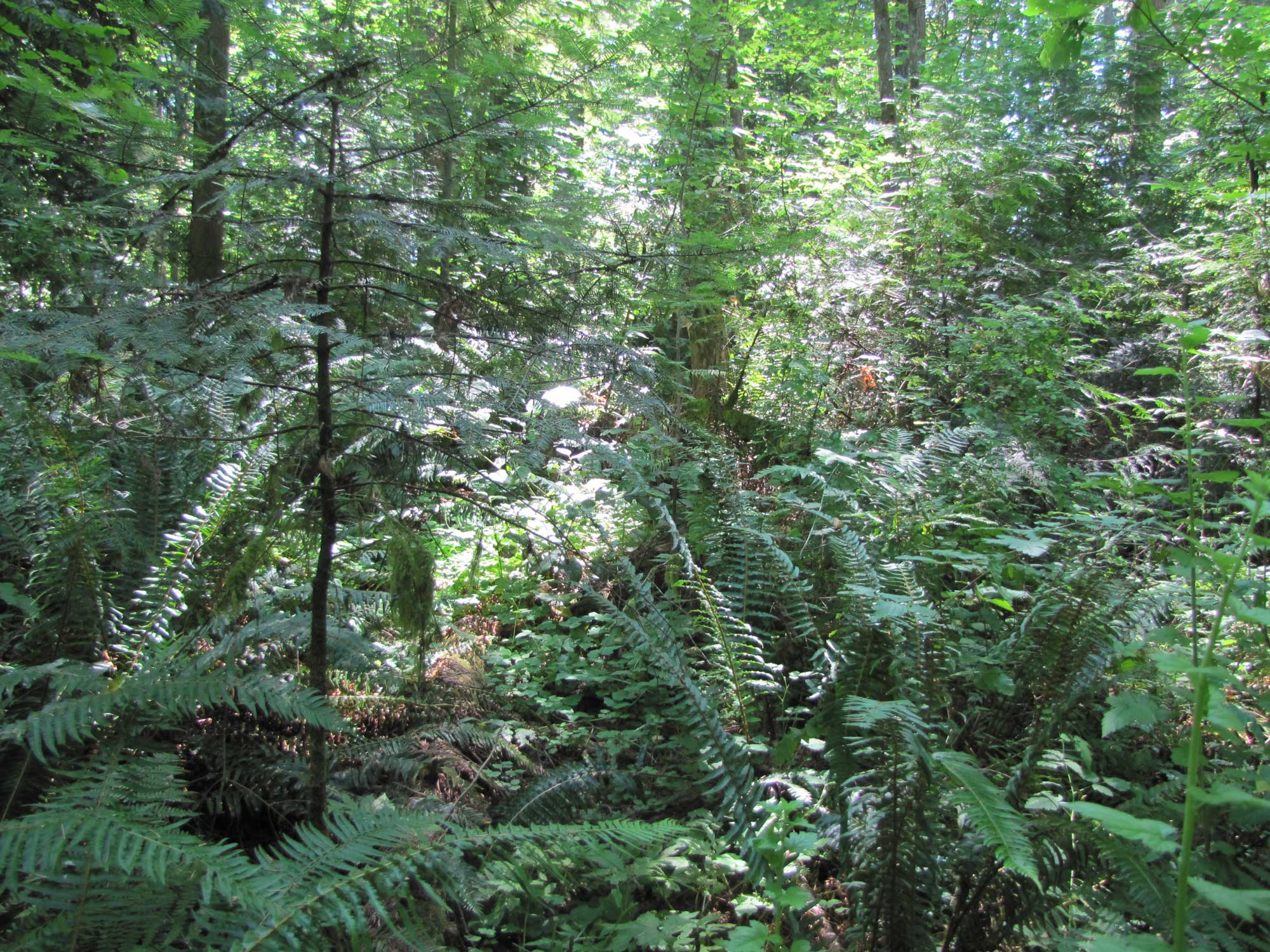 Summer 2017 Photopoint 2A