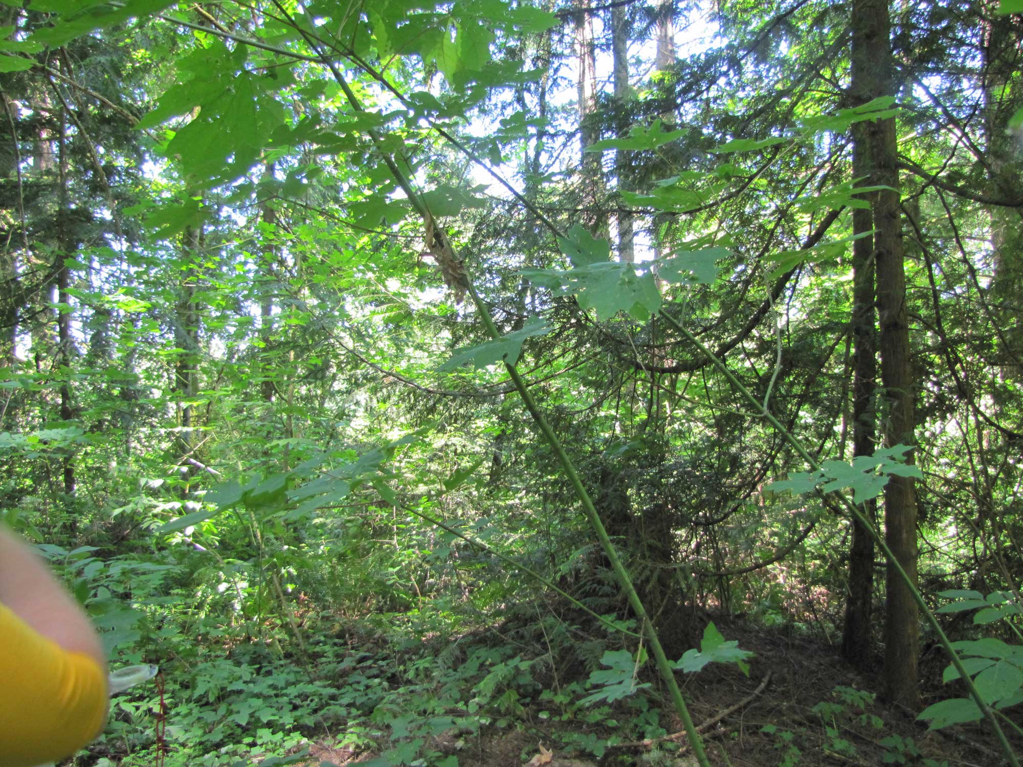 Summer 2017 Photopoint 2B