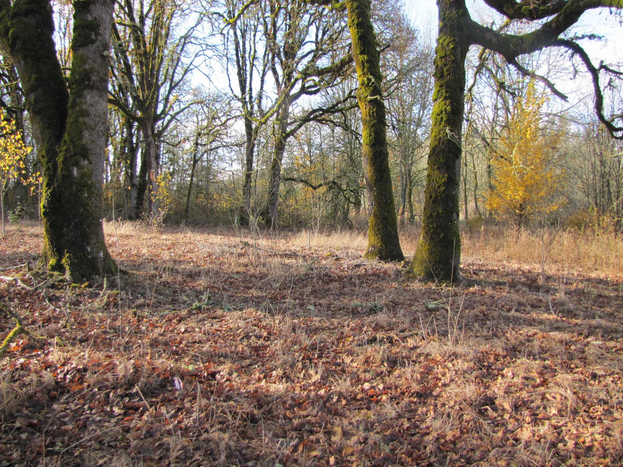 Fall 2017 Photopoint 11C