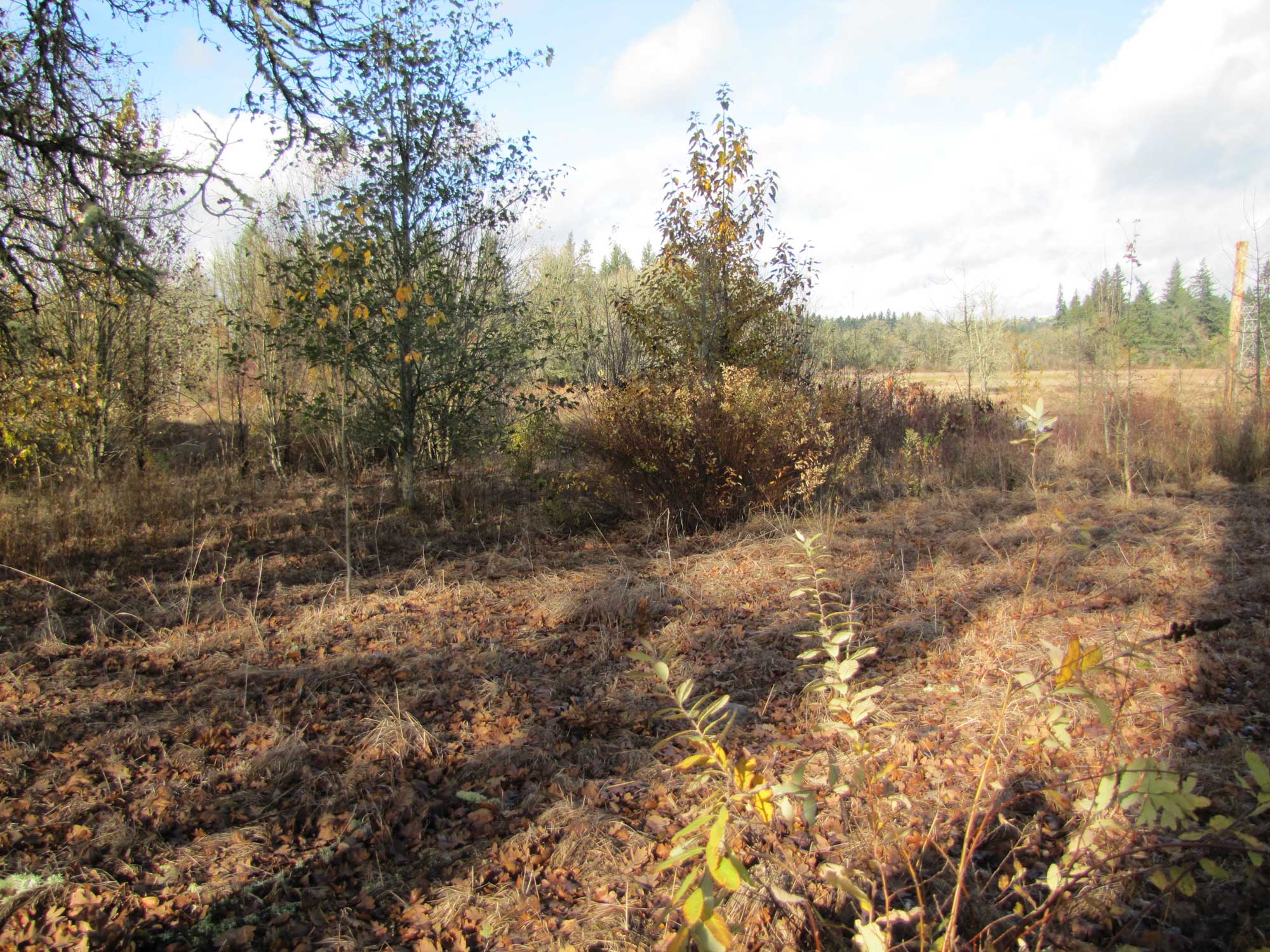 Fall 2017 Photopoint 11D