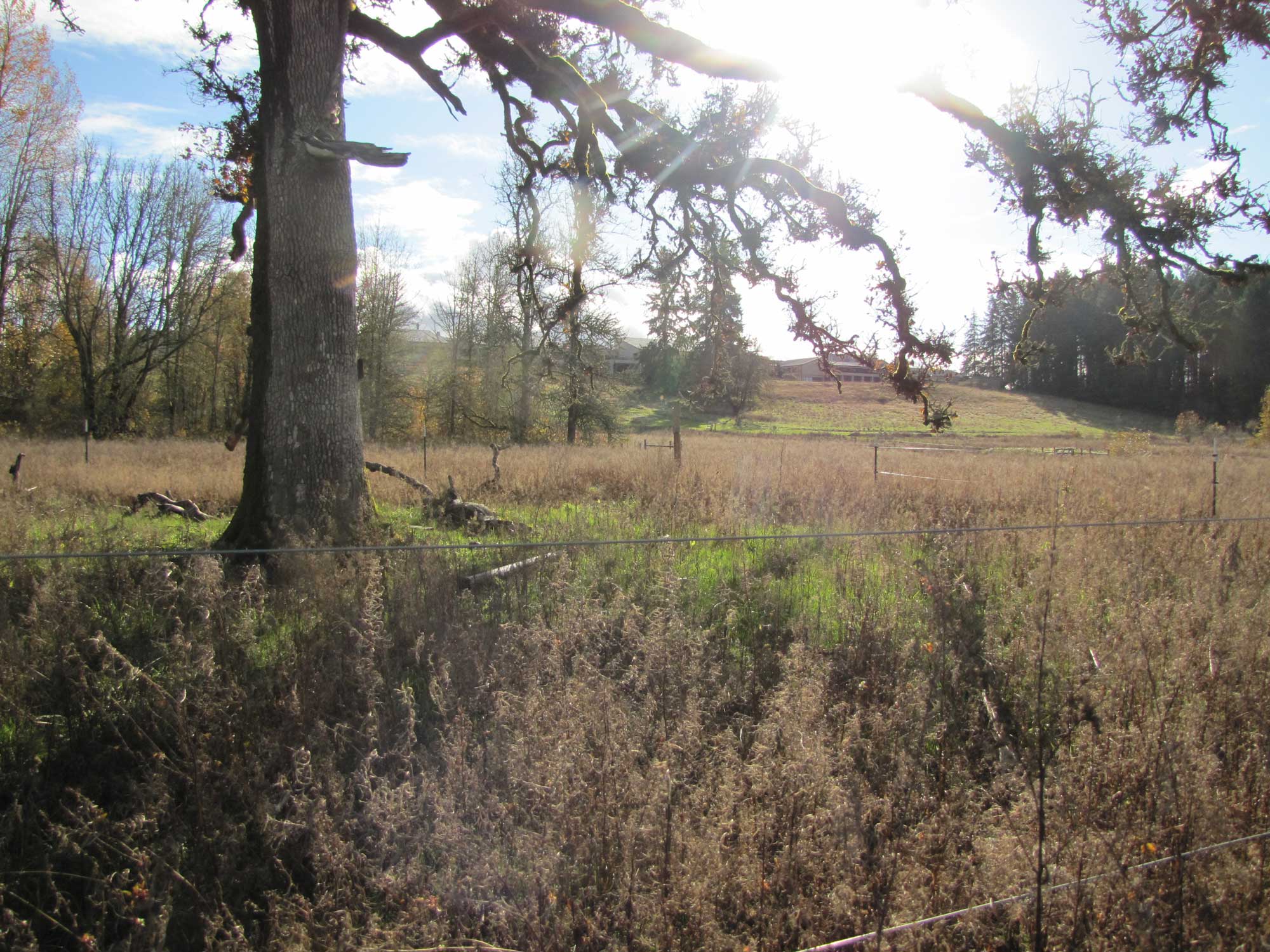 Fall 2017 Photopoint 13C