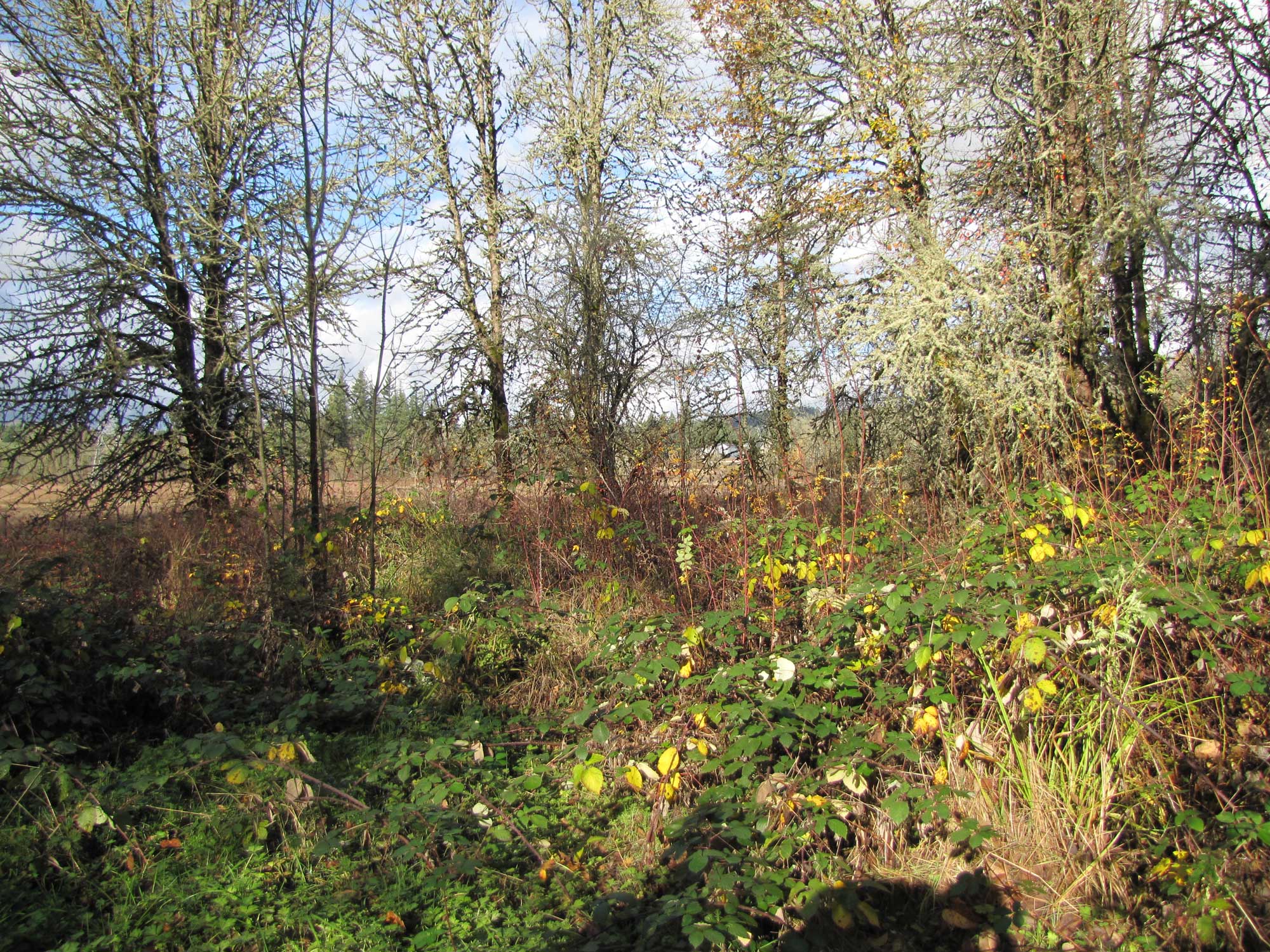 Fall 2017 Photopoint 14A