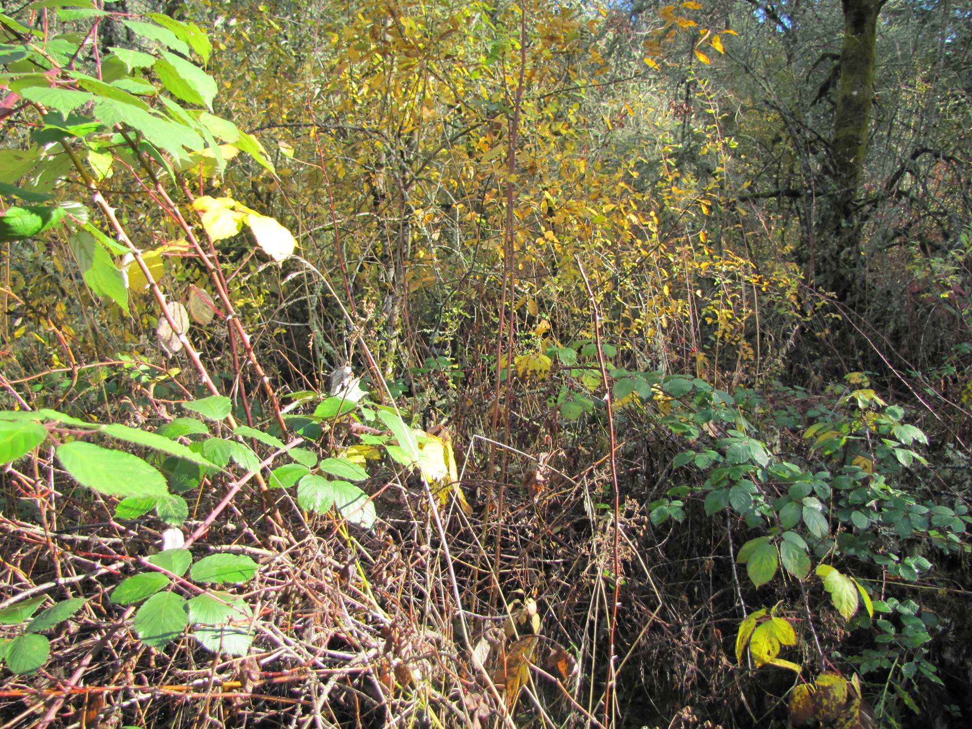 Fall 2017 Photopoint 14B