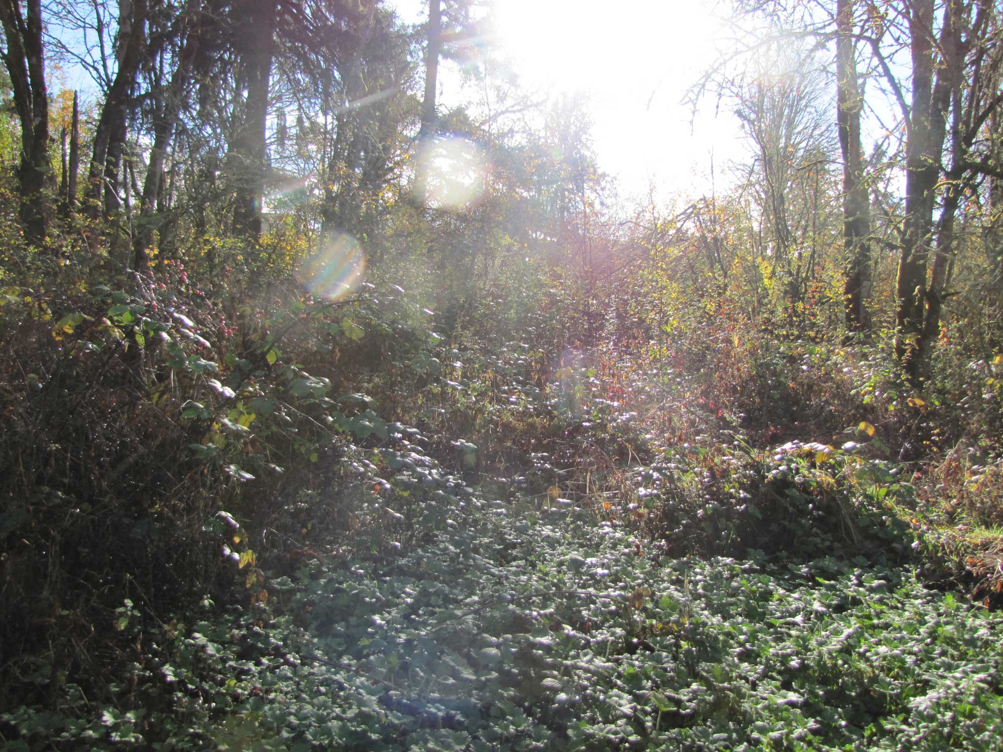 Fall 2017 Photopoint 14C