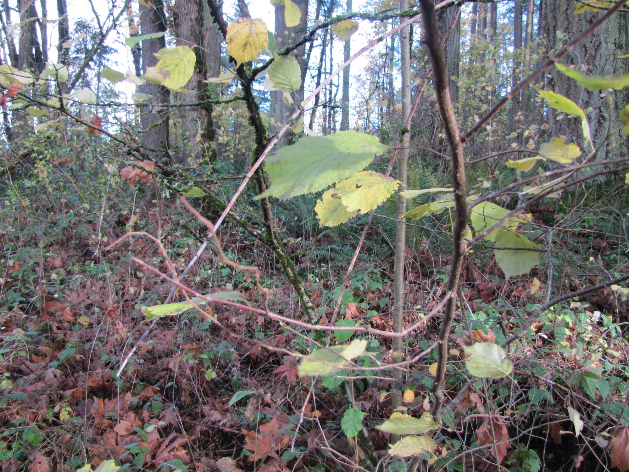 Fall 2017 Photopoint 15A