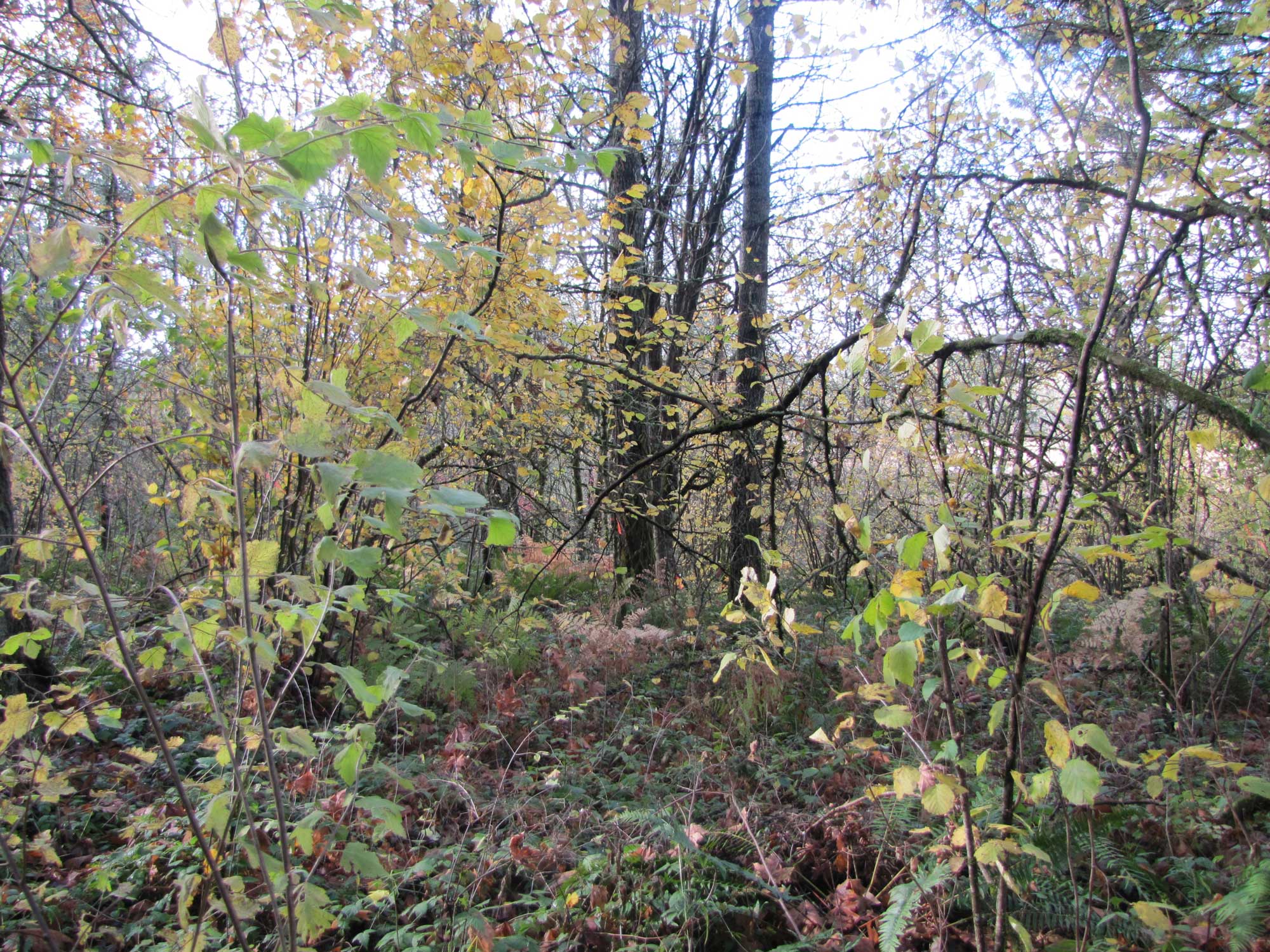 Fall 2017 Photopoint 15B