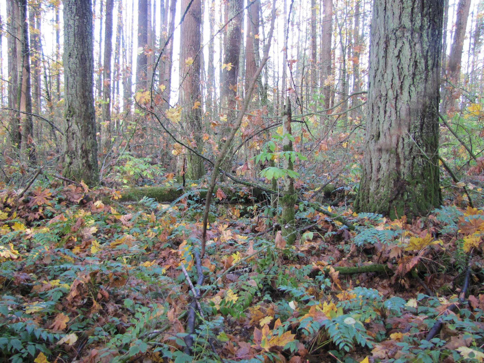 Fall 2017 Photopoint 17A