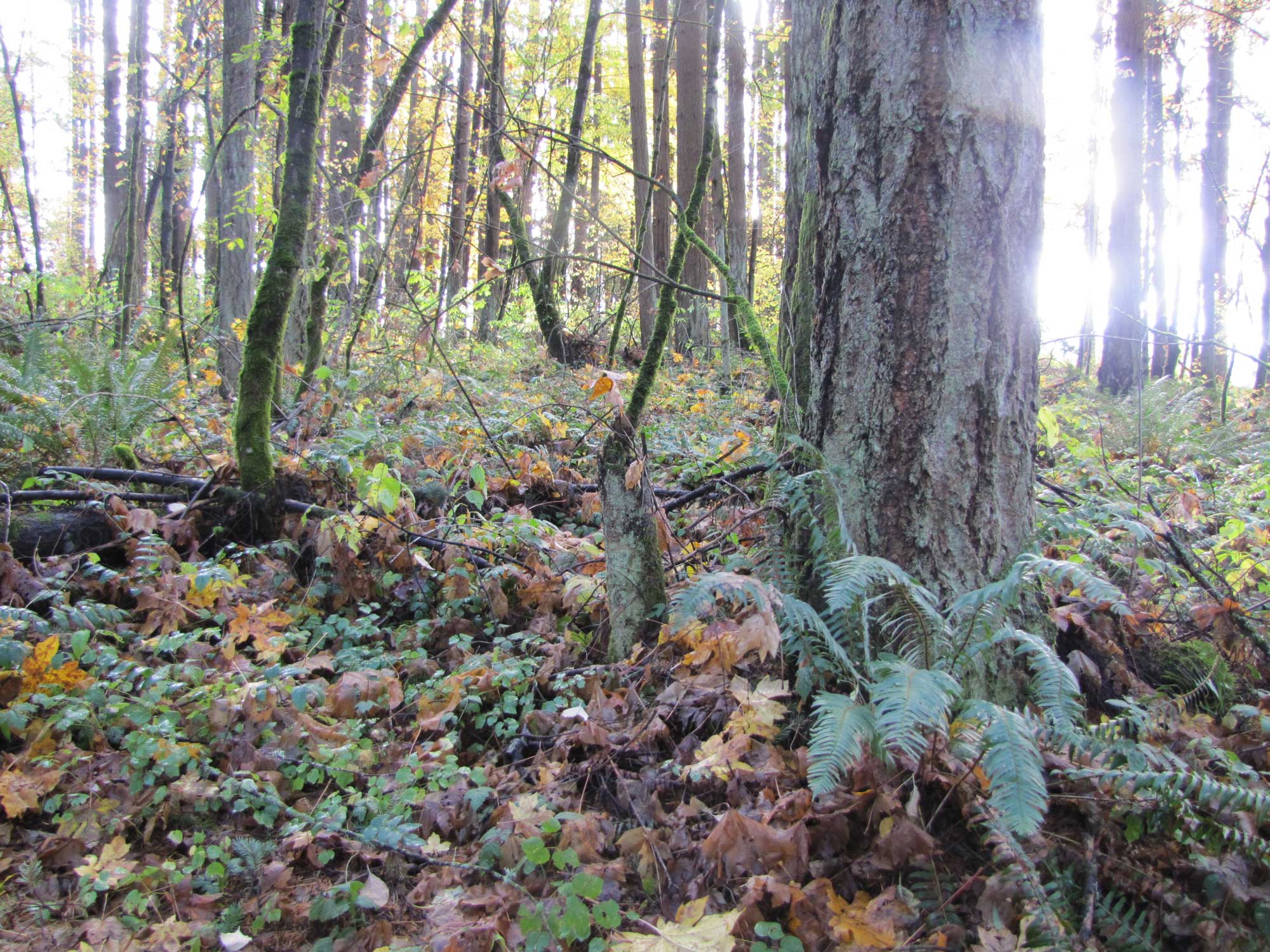 Fall 2017 Photopoint 17B