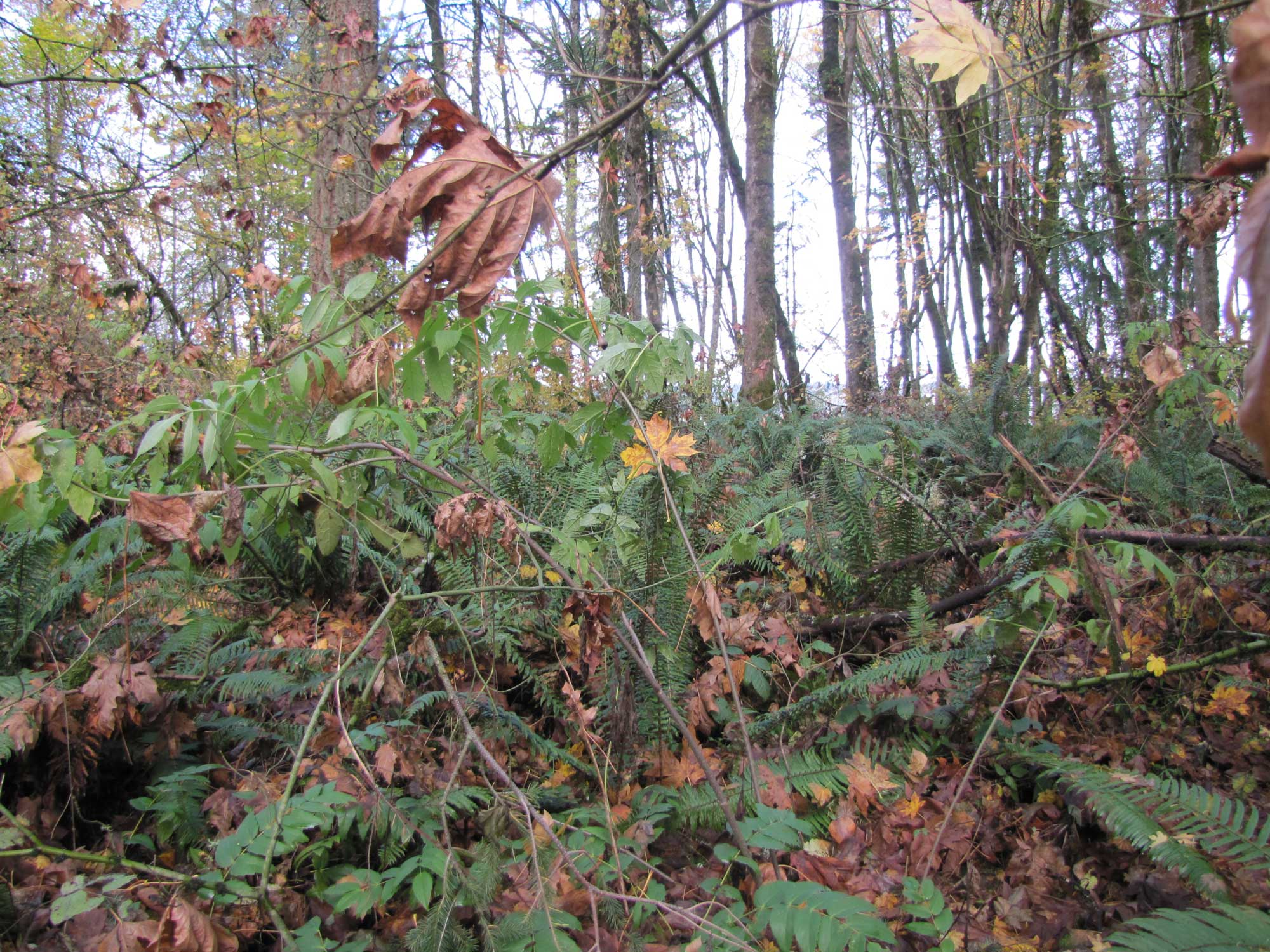 Fall 2017 Photopoint 18A