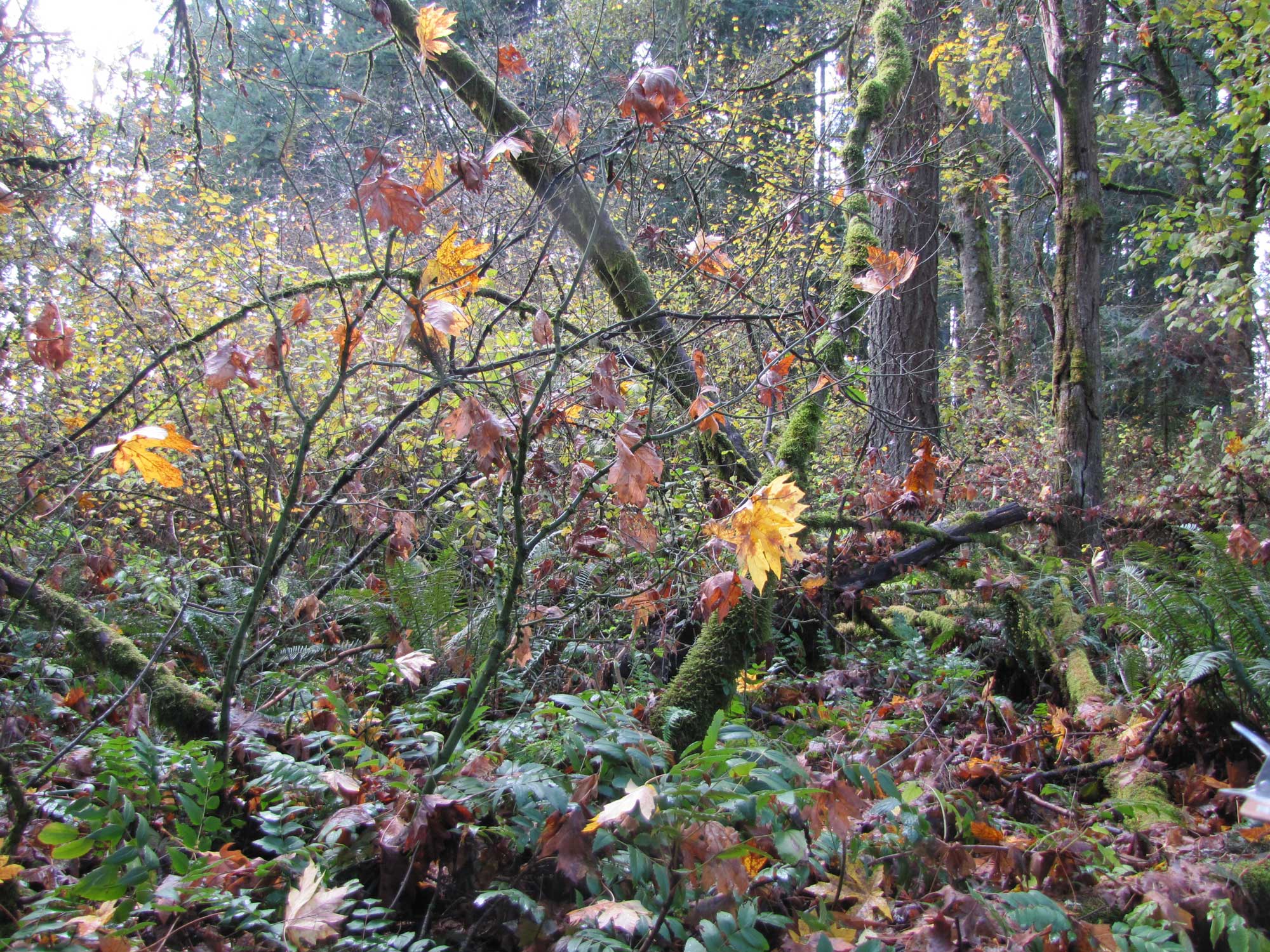 Fall 2017 Photopoint 18B