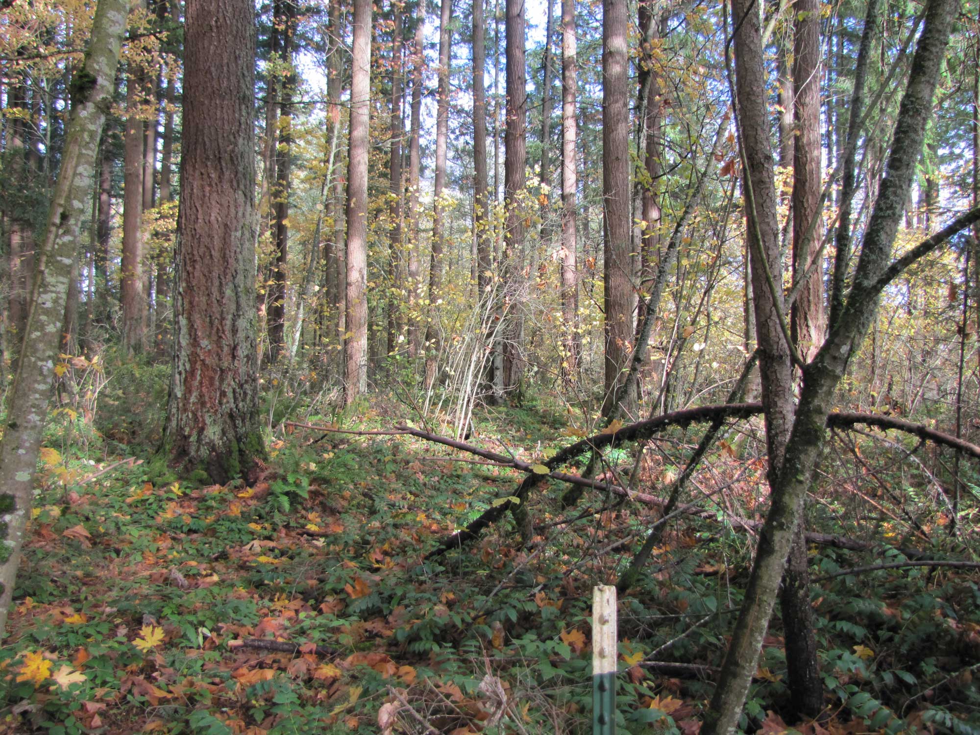 Fall 2017 Photopoint 19A