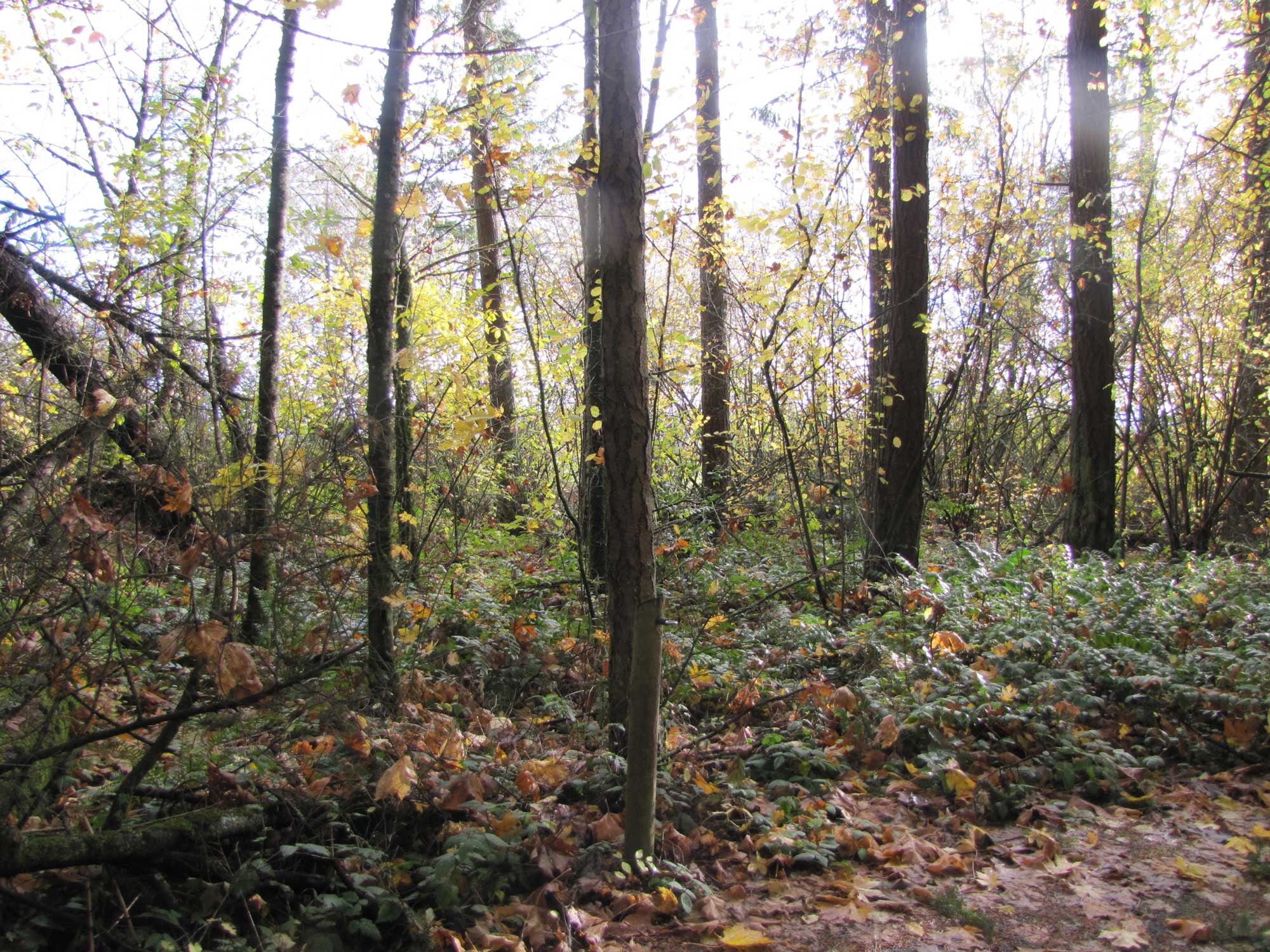 Fall 2017 Photopoint 19B