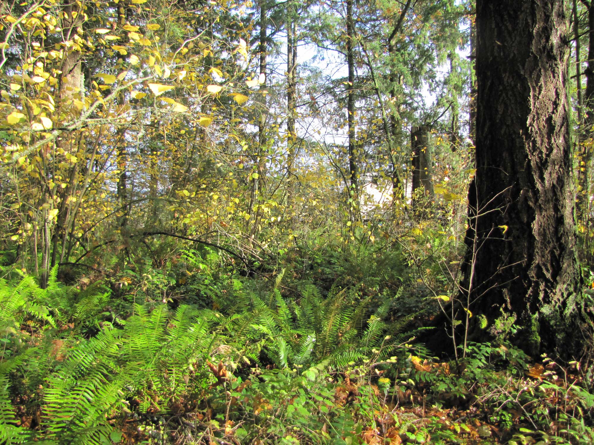 Summer 2017 Photopoint 1A