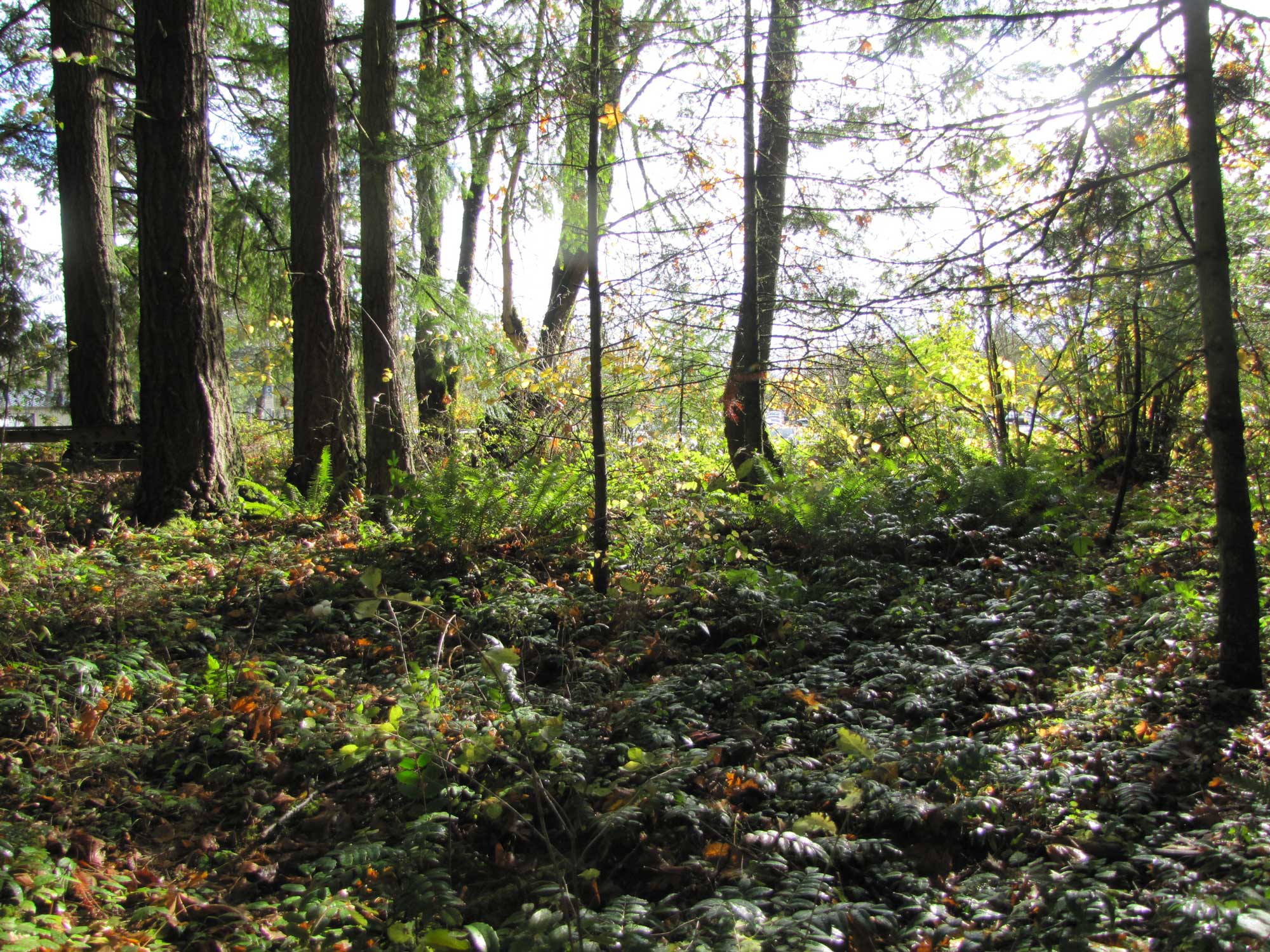 Fall 2017 Photopoint 1B