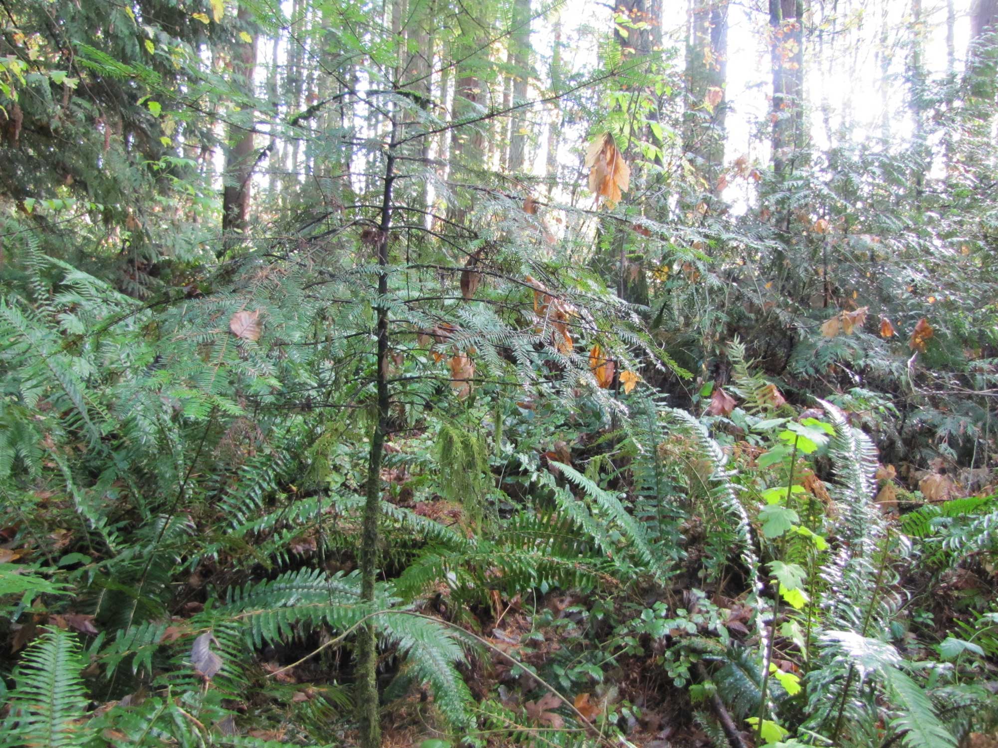 Fall 2017 Photopoint 2A