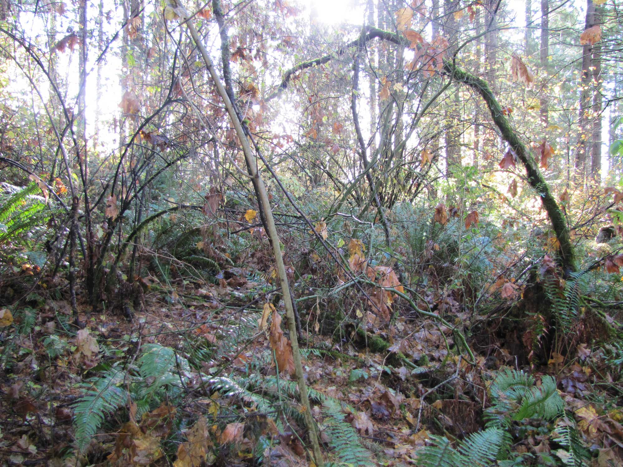 Fall 2017 Photopoint 3A