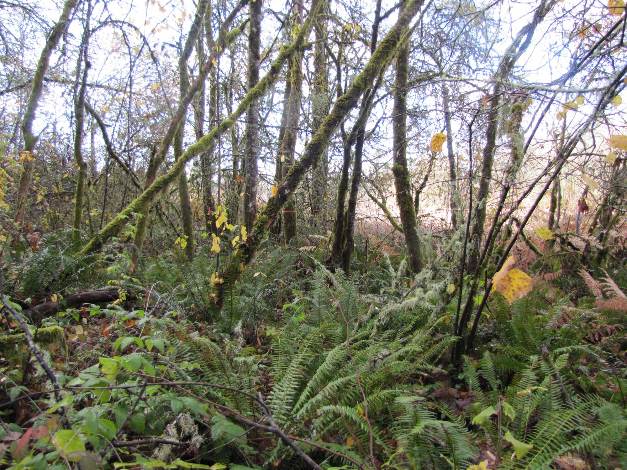 Fall 2017 Photopoint 8C