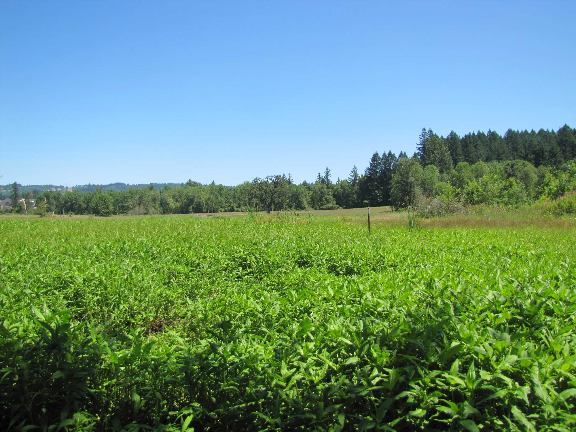 Summer 2017 Photopoint 10B