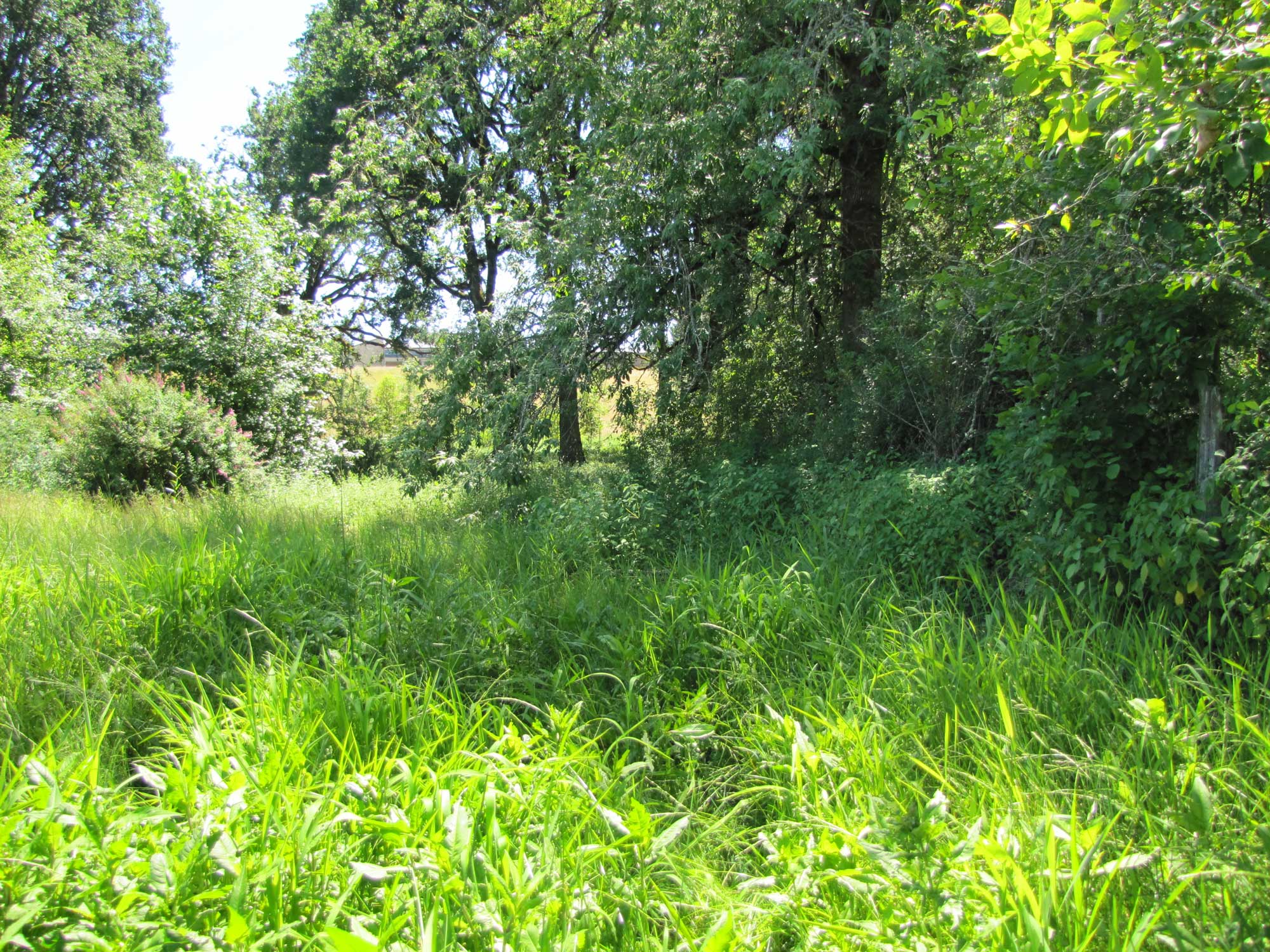 Summer 2017 Photopoint 10C