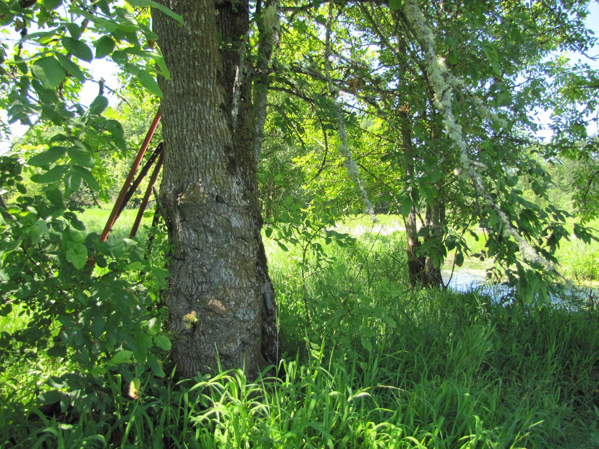 Summer 2017 Photopoint 10D