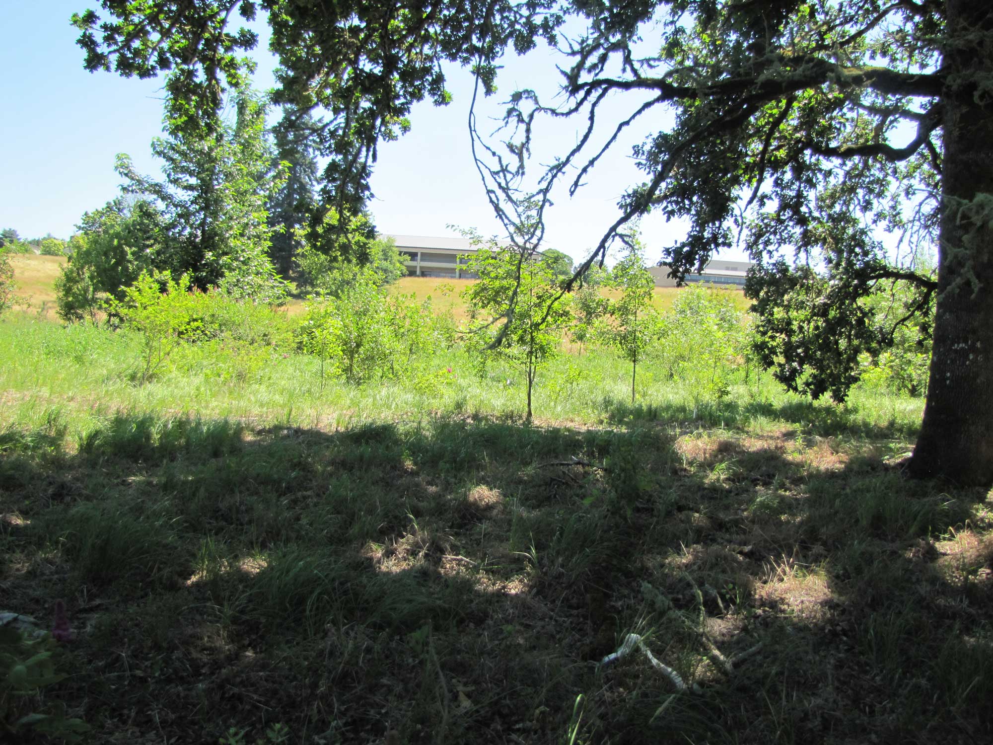 Summer 2017 Photopoint 11B