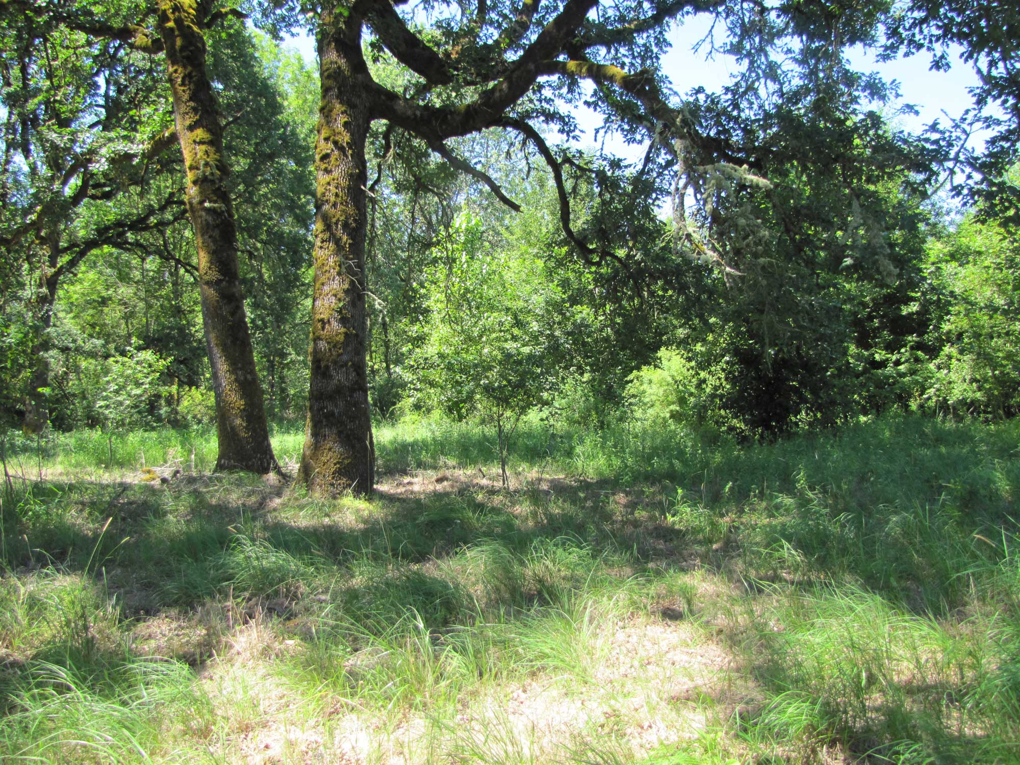 Summer 2017 Photopoint 11C