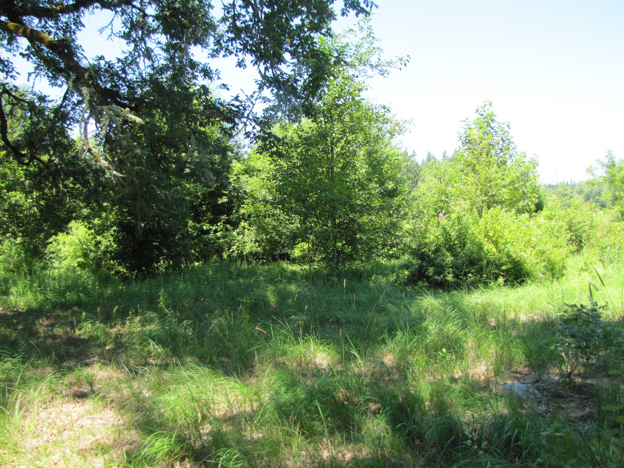 Summer 2017 Photopoint 11D