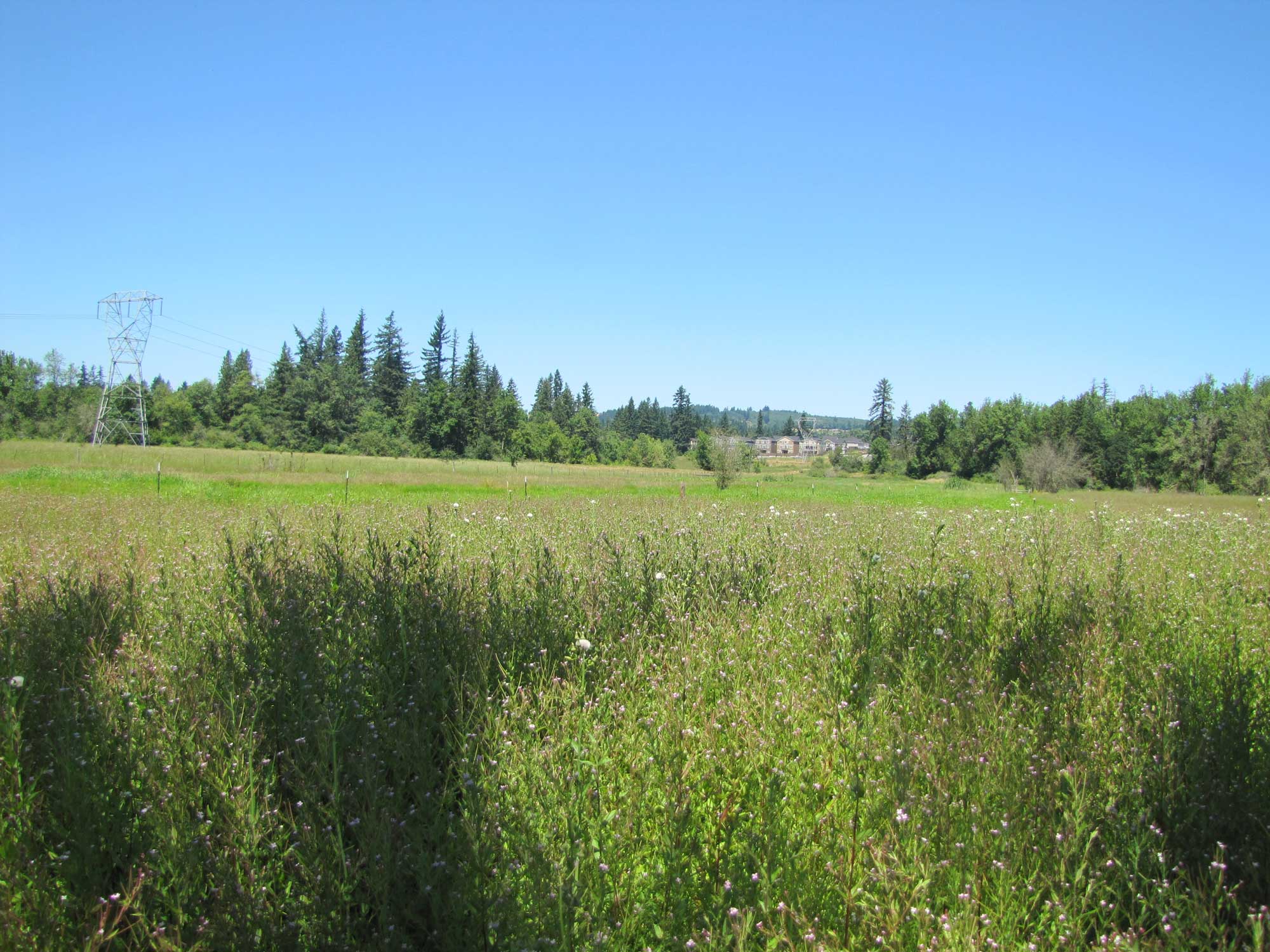 Summer 2017 Photopoint 13A